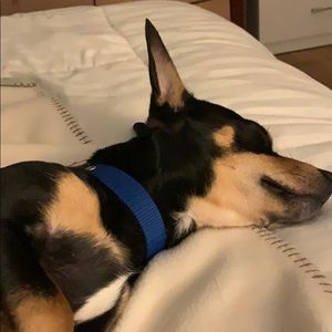 Meet your Posher, Josephine